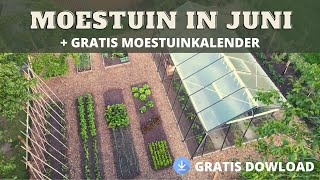 Moestuin in Juni GRATIS MOESTUINKALENDER [upl. by Laise100]