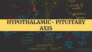 Hypothalamic Pituitary axis I Endocrine Physiology [upl. by Rhoads327]