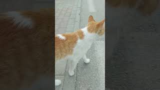 Cat smelling something cat catvideos cute kitten shorts [upl. by Eniruam899]