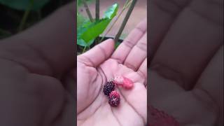 Small mulberry plantfruit pickingmulberrygardeningfruitpickingshorts [upl. by Lehman]