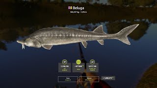 2Trophy Beluga 564kg [upl. by Dyann266]