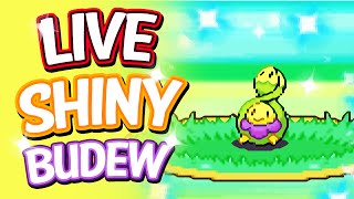 Live Shiny Budew After A 41 Chain Via PokeRadar  Pokemon Platinum [upl. by Middlesworth]