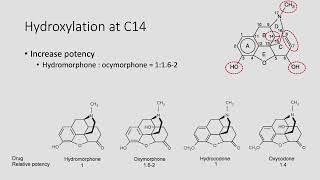 Basic Pharmacology of Opioids MEDEXMCAI Preparatory Course 2023 [upl. by Leamse784]