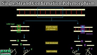 Single Strand Confirmation Polymorphism  SSCP [upl. by Einahteb]