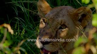 Closeup of a struggling lioness Flies swarm her face [upl. by Aviv]