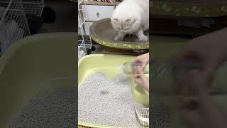 Cat litter china supplierBest than mineral cat litterPet supplies wholesale Factory pricepets [upl. by Ahsillek]