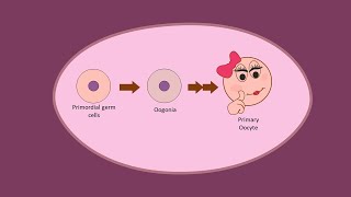 Oogenesis part 1  Development of Oocytes Primary before birth [upl. by Ciryl668]