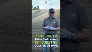 ¿Cómo controlas la RHIZOCTONIA en papa [upl. by Reivaj]