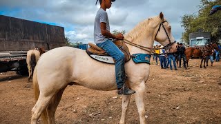 FEIRA DE CAVALO DE CARUARU PE TERÇA FEIRA 261223 [upl. by Einnaj107]