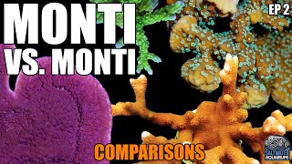 Monti vs Monti  COMPARING Montipora Corals  Capricornis Digitata Undata Encrusting amp More [upl. by Asilak]