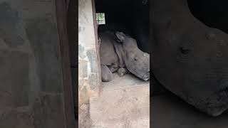 Watch baby rhino Bula get impatient for his bottle [upl. by Scotti350]