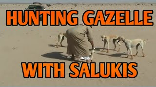 Hunting Gazelles with Salukis in Arabia  Running Dogs [upl. by Anay]