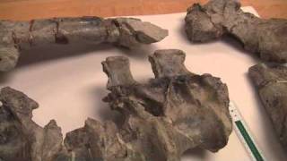 More about Cryolophosaurus Fossils  Antarctica Video Report 2 [upl. by Galven]