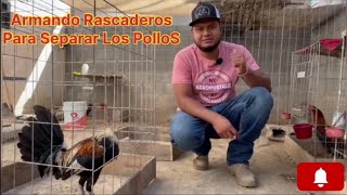 ARMANDO RASCADEROS PARA SEPARAR POLLOS  Le Dimos una organizada a los gallos [upl. by Jori76]