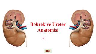 Böbrek ve Üreter Anatomisi [upl. by Maud]