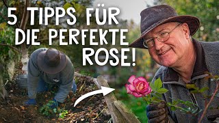 Rosen pflanzen leicht gemacht 🌹  Tipps fürs Schneiden Düngen amp Wässern [upl. by Nodnal]