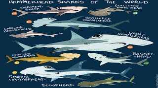 All Hammerhead Shark Species  All Species List [upl. by Gnut395]