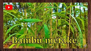 Como plantar bambu Metake Pseudosasa japonica  Youtube [upl. by Everest420]