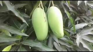 Dasheri Mango Lucknow LUCKNOWKOLKATA NURSERY N INTERNATIONAL [upl. by Johanan]