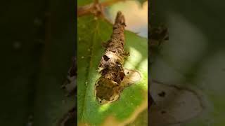 Bagworm moth moth bagworm entomology insect interestinginsect uniqueinsect shorts biology [upl. by Wilbert]