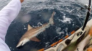 Kayak Fishing SHARKS EVERYWHERE Tuna amp Roosterfish  Field Trips Panama [upl. by Nylirem976]