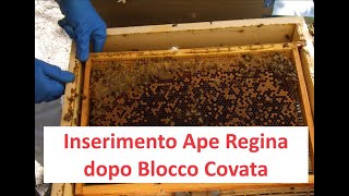 Inserimento Ape Regina nel Nido dopo Blocco Covata [upl. by Ahtelat131]