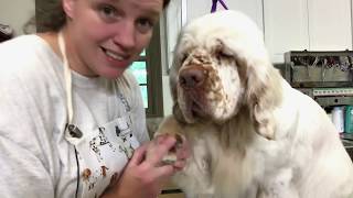 Clumber Grooming Tutorial [upl. by Blondelle]