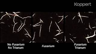 Fusarium Control with Trichoderma harzianum T22 Trianum in Maize [upl. by Jehial]