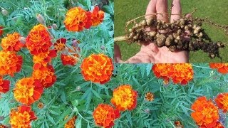 Treating Root knot nematode control using French marigolds amp mustard greens [upl. by Yeorgi]