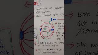 Role of centrioles scienceeducation biology cellbiology bioscience [upl. by Storer]