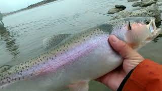 Snake River Fly Fishing [upl. by Enilamme]