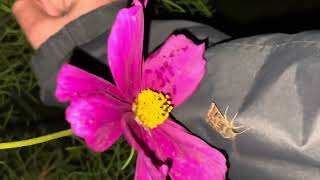 Lunar Underwing Moth In The House [upl. by Ennaeed]