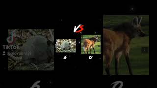 NineBanded Armadillo vs Maned Wolf [upl. by Odetta543]