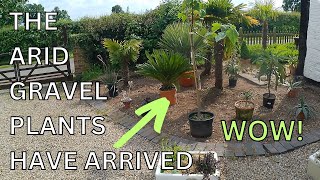 Arid Gravel DESERT Garden Plant delivery day PLANT SELECTIONS [upl. by Araes]