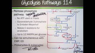 Glycolysis Pathways in Bacteria [upl. by Schreiber]