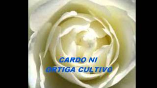 Cultivo una rosa Blanca [upl. by Nivi]