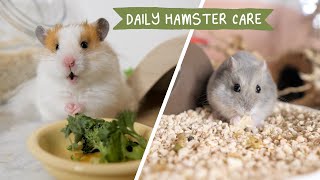 My almost Daily Hamster Care [upl. by Corotto]