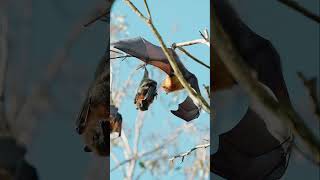 Greyheaded flying foxes are amazing 🦇 [upl. by Sibyl37]