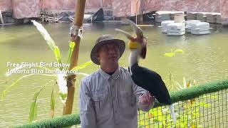 Nonton Atraksi Menakjubkan dari Jakarta Bird Land Ancol  Free Flight Bird Show [upl. by Ylurt273]