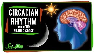 Circadian Rhythm and Your Brains Clock [upl. by Merlina]