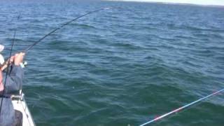 How to Catch Bluefish Bigger Bluefish and More Bluefish  Saltwater Bluefish Fishing [upl. by Aleciram145]