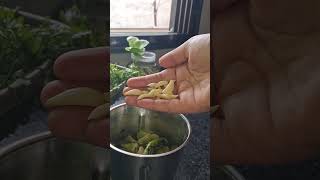 Kacche tamatar ki chutney  raw tomato chutney trendingshorts shortfeed2024 viralcookingvideo [upl. by Ahsatam]