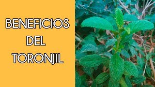 Toronjil  beneficios y preparación  un té con Daniela [upl. by Kidd]