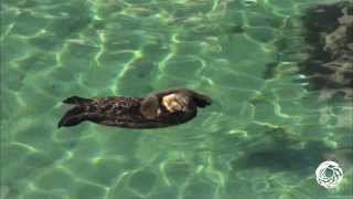 Otterly Adorable A Wild Sea Otter Mom and Pup Visit the Aquariums Great Tide Pool [upl. by Seagrave]