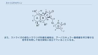 ストリゴラクトン [upl. by Nolra]