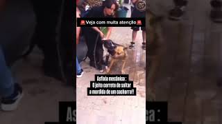 COMO FAZER UM CACHORRO SOLTAR OUTRO NUMA BRIGA pets adestramento cachorro memes cachorros [upl. by Finbar]