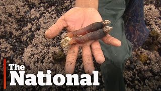 Gooseneck barnacles booming off BC coast [upl. by Baerman416]