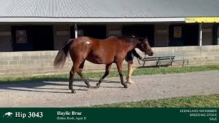 Hip 3043  Haylie Brae  Broodmare by Bernardini IF to Vino Rosso [upl. by Oinotla]