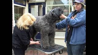 Bouvier des Flandres Grooming Part 2 [upl. by Korman]