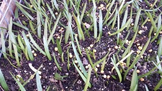 I propagated a heap of Haemanthus Coccineus from seed and here they are after a month [upl. by Deena]